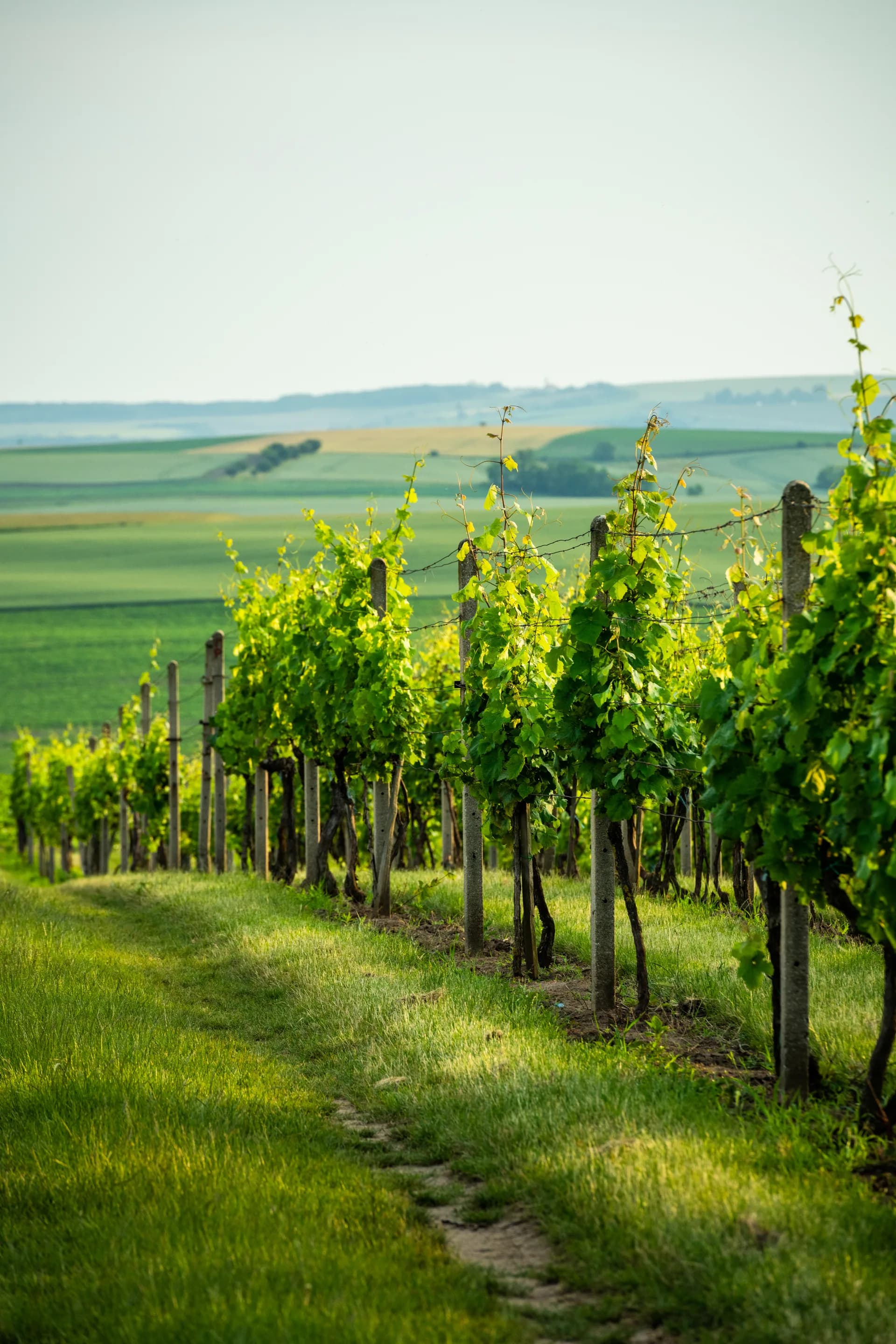 Strade del Vino in Italia: sette geografie lente da percorrere senza fretta 3