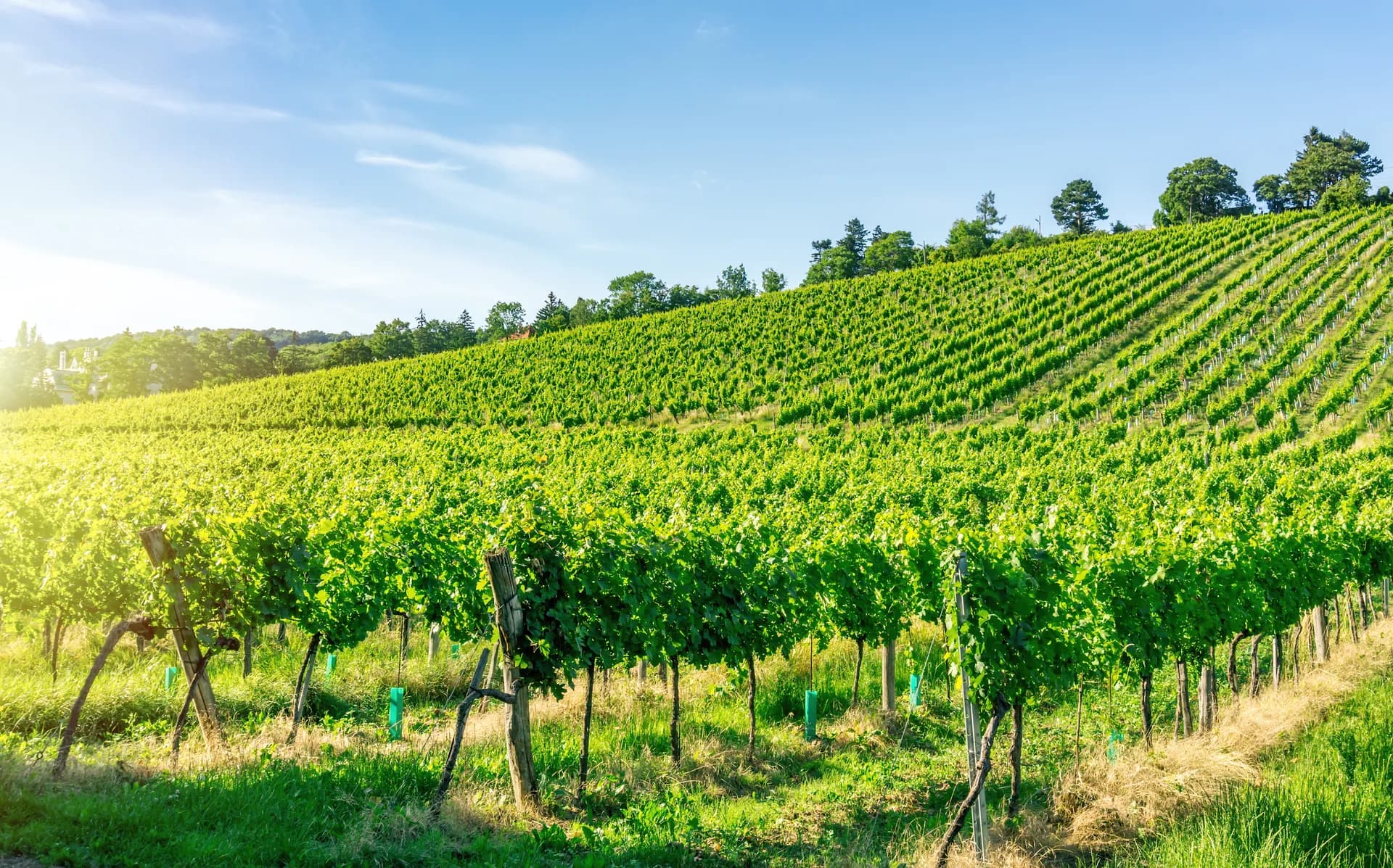 Strade del Vino in Italia: sette geografie lente da percorrere senza fretta 4