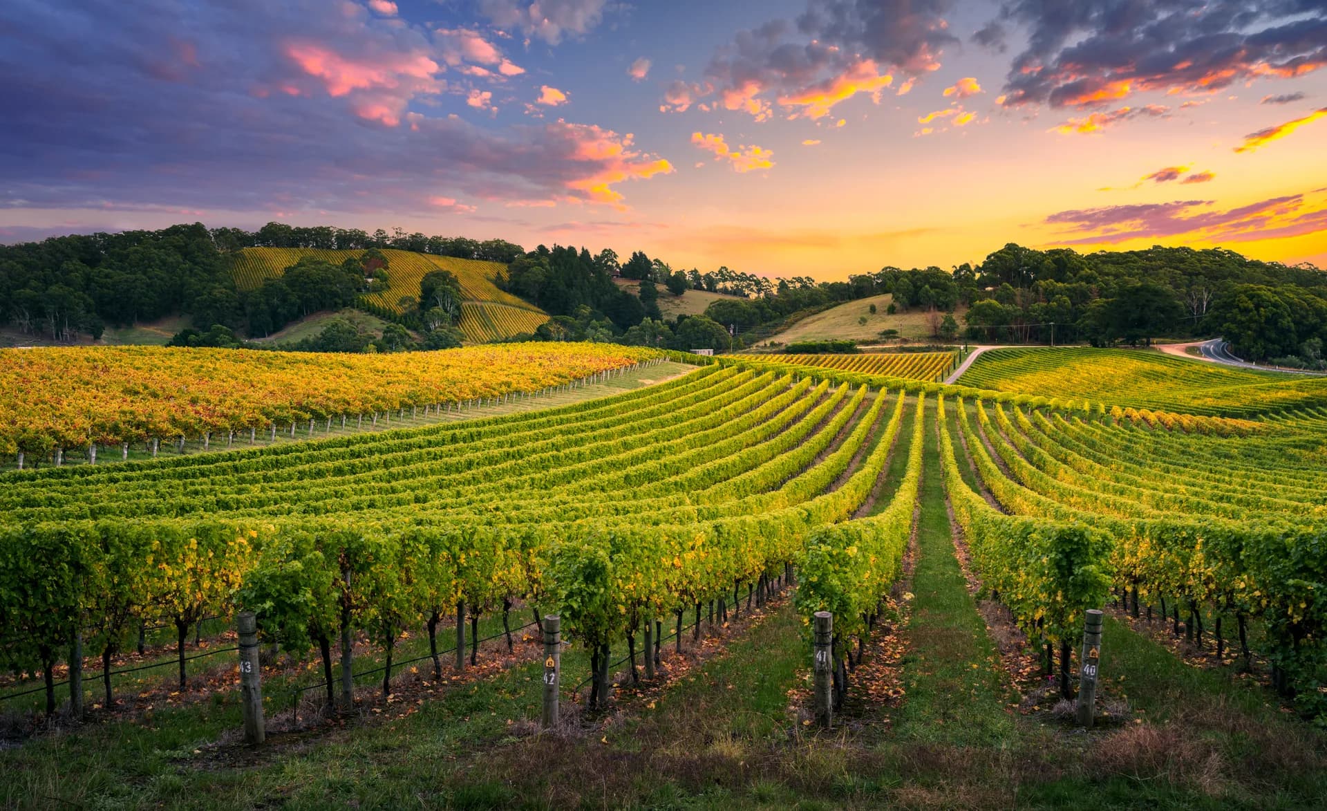 Strade del Vino in Italia: sette geografie lente da percorrere senza fretta 2