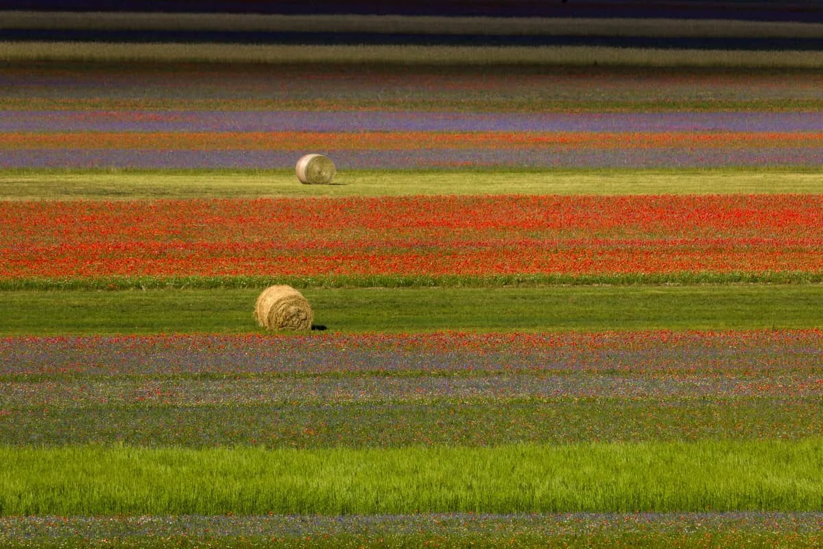 Castelluccio di Norcia: i sessanta giorni in cui un altopiano diventa un quadro, e il borgo che lo guarda non c'è più